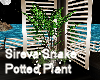 Sireva Snake Pot Plant