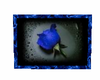 blue rose picture 4