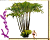 Ka~Tropical Palm tree