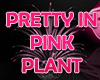 Pretty in Pink Plant