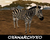 African Zebre