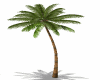 ♦ Palm Tree