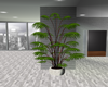 :3 Penthouse plant