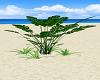 Beachy Plants