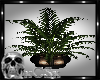 CS Cheetah Plant