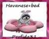 havanese +bed