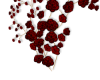 ~ABL~Arcane~Roses~