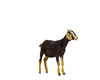 Animals-Goat 1