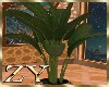 ZY: Arabian PLant