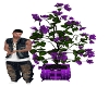 Elite Purple Plant