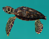 Sea Turtle no pose