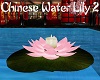 Chinese Water Lily 2