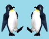 CK Penguins anim