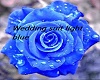 Wedding suit light blue