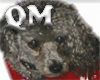 (QM) Gizmo Poodle Dog