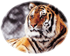 Tiger oval shape frame