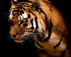 tableau tigre
