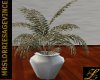 Potted Fern Plant White