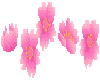 pink border flowers