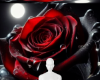 Black red rose bg