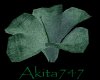Akitas pixie flower 1