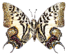 HW: *19 Tiger Butterfly