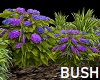 Purple Flowers, Bush