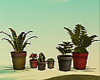 T- Potted Plants