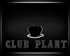Purple Love Club Plant