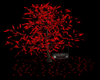 Herb Red Leaves + Pose