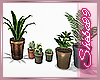 Apt Shelf Plants