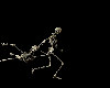 swinging skeleton*anim*