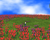 SUMMER WILD FLOWERS
