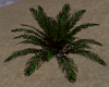Tropical Plant