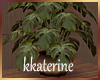 [kk] Attic Plant