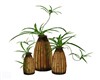 3 BAMBOO PLANTERS/PLANT