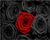 Black and red Roses