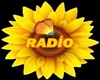 Y*Sunflower Radio