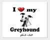 greyhound song