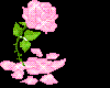 a rose for the you