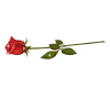  [H] Red Rose (sticker)