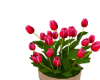 Tulip pot ani