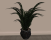 Palm Potted/Plant
