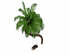 palmier balancoire