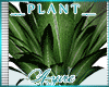 *A* Dori Plant