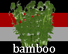 Bamboo 3