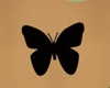 *Belly black butterfly*