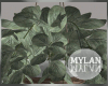 ~M~ | House Plant 2