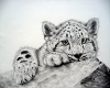 snow leopard water fall