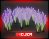 [N] Lavender Field